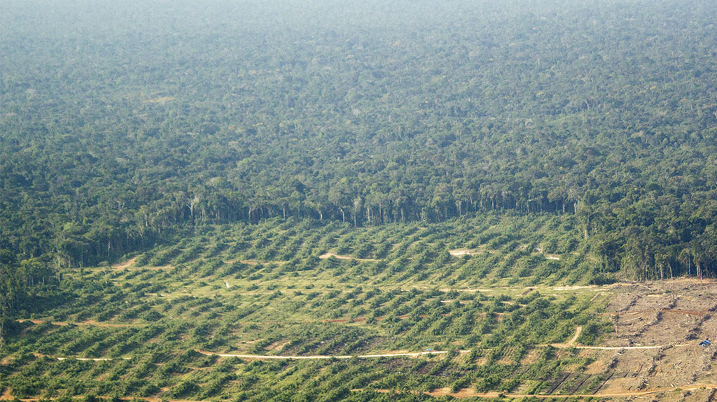  Vista aérea de zona afectada por deforestación en Tamshiyacu . Foto: Stefany Aquise.