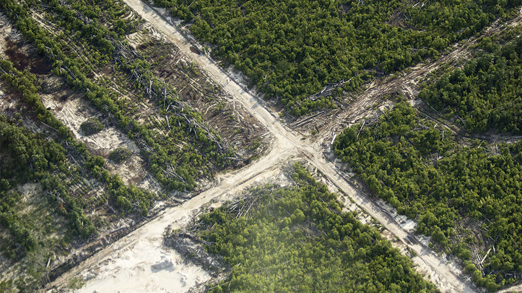 Deforestación en Tamshiyacu. Foto: Kené - Instituto de Estudios Forestales y Ambientales.